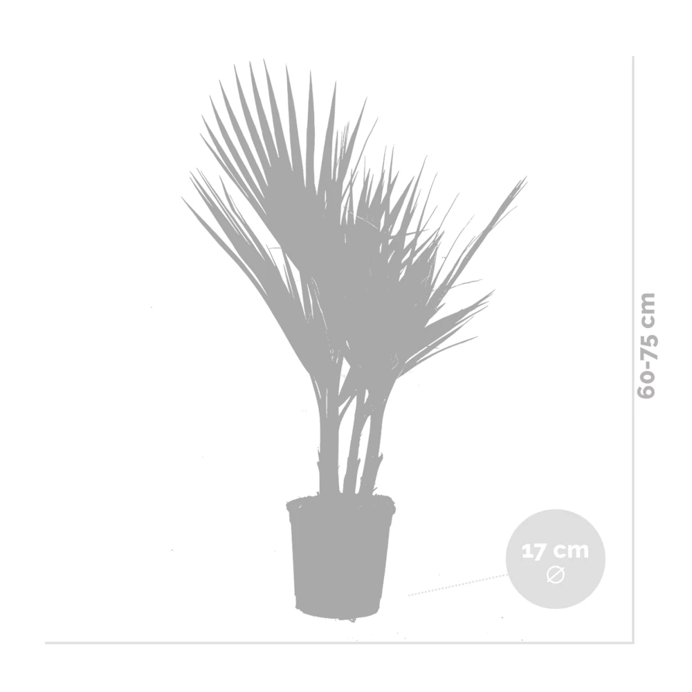 2x Washingtonia Robusta - Palmier Mexicain - Palmier Extérieur - Persistant – ⌀17 Cm - ↕60-75 Cm 6 2x Washingtonia Robusta - Palmier Mexicain - Palmier Extérieur - Persistant – ⌀17 Cm - ↕60-75 Cm – Image 4