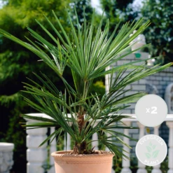 2x Washingtonia Robusta - Palmier Mexicain - Palmier Extérieur - Persistant – ⌀17 Cm - ↕60-75 Cm 7 2x Washingtonia Robusta - Palmier Mexicain - Palmier Extérieur - Persistant – ⌀17 Cm - ↕60-75 Cm -Terre et Verdure 640b201d89f661.12394598