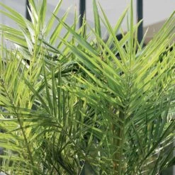 Phoenix Canariensis - Palmier Dattier Des Canaries - Palmier - Rustique – ⌀15 Cm - ↕50-60 Cm -Terre et Verdure 640b203440a612.35798404