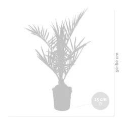 Phoenix Canariensis - Palmier Dattier Des Canaries - Palmier - Rustique – ⌀15 Cm - ↕50-60 Cm -Terre et Verdure 640b203444f913.77342743