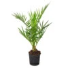 Phoenix Canariensis - Palmier Dattier Des Canaries - Palmier - Rustique – ⌀15 Cm - ↕50-60 Cm -Terre et Verdure 640b20345913e6.71857201