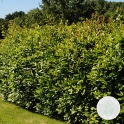 Laurus Nobilis - Laurier De Cuisine - Arbuste - Persistant – ⌀15 Cm - ↕30-45 Cm -Terre et Verdure 640b203599db99.56501223