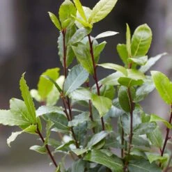 Laurus Nobilis - Laurier De Cuisine - Arbuste - Persistant – ⌀15 Cm - ↕30-45 Cm -Terre et Verdure 640b2035a542b3.52551879