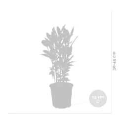 Laurus Nobilis - Laurier De Cuisine - Arbuste - Persistant – ⌀15 Cm - ↕30-45 Cm -Terre et Verdure 640b2035ac9d61.90448946