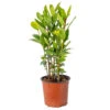 Laurus Nobilis - Laurier De Cuisine - Arbuste - Persistant – ⌀15 Cm - ↕30-45 Cm -Terre et Verdure 640b2035b40c32.58323890