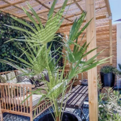 Chamaerops 'humilis' - Palmier Nain Européen - Palmier - Rustique – ⌀21 Cm - ↕60-75 Cm -Terre et Verdure 640b20387cbca8.56196349