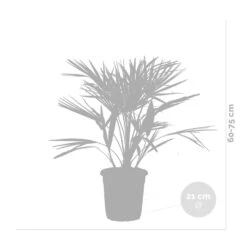 Chamaerops 'humilis' - Palmier Nain Européen - Palmier - Rustique – ⌀21 Cm - ↕60-75 Cm -Terre et Verdure 640b2038839908.05362833