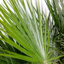 Chamaerops 'humilis' - Palmier Nain Européen - Palmier - Rustique – ⌀21 Cm - ↕60-75 Cm -Terre et Verdure 640b203886c264.75399730