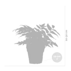 3x Fern Mix - Fougère D'extérieur - Fougère - Rustique - ⌀12 Cm - ↕20-30 Cm -Terre et Verdure 640b2045c15d19.59850432