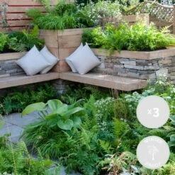 3x Fern Mix - Fougère D'extérieur - Fougère - Rustique - ⌀12 Cm - ↕20-30 Cm -Terre et Verdure 640b2045c4da40.44884445