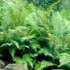 3x Fern Mix - Fougère D'extérieur - Fougère - Rustique - ⌀12 Cm - ↕20-30 Cm -Terre et Verdure 640b2045cd5579.47841460