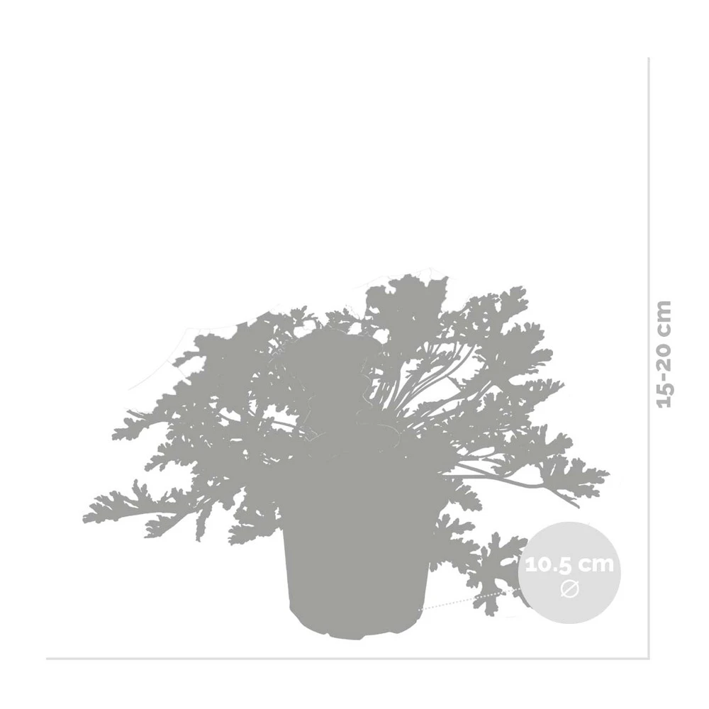 3x Pelargonium Graveolens – Géranium Citronné – Anti-moustique - Parfumé – ⌀10.5 Cm - ↕15-20 Cm 5 3x Pelargonium Graveolens – Géranium Citronné – Anti-moustique - Parfumé – ⌀10.5 Cm - ↕15-20 Cm – Image 3