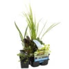 6x Mélange De Plantes De Bassin Purifiantes – Zone 2 & 3 – Faible Entretien - ⌀9 Cm - ↕05-20 Cm -Terre et Verdure 640b20666d0ea5.57822613