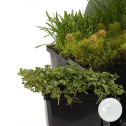 6x Mélange De Plantes De Bassin Riches En Oxygène - Zone 2 & 3 - ⌀9 Cm - ↕15-25 Cm -Terre et Verdure 640b206c7827d5.11197887