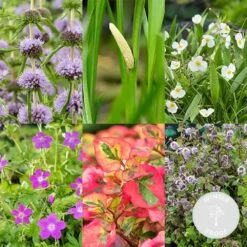 6x Mélange De Plantes Parfumées Pour Bassin – Zone 2 & 3 – Faible Entretien - ⌀9 Cm - ↕15-25 Cm 6 6x Mélange De Plantes Parfumées Pour Bassin – Zone 2 & 3 – Faible Entretien - ⌀9 Cm - ↕15-25 Cm -Terre et Verdure 640b206f511626.68873205