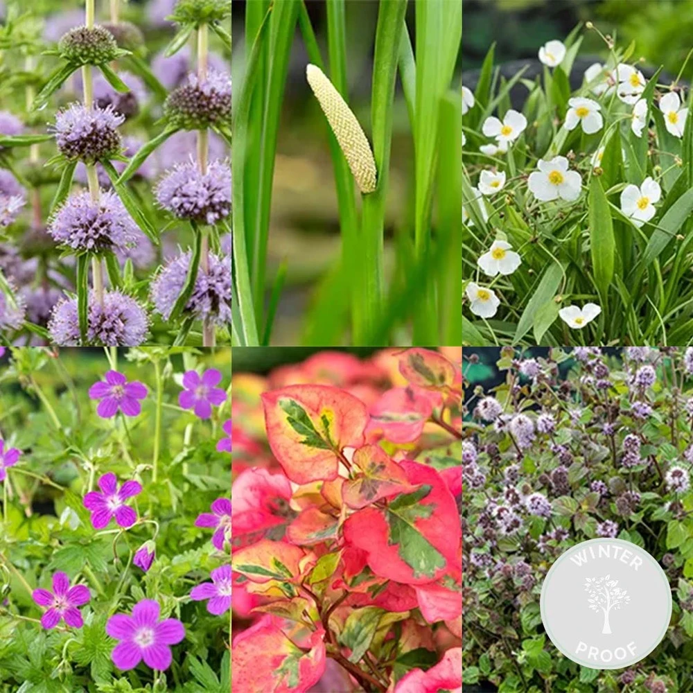 6x Mélange De Plantes Parfumées Pour Bassin – Zone 2 & 3 – Faible Entretien - ⌀9 Cm - ↕15-25 Cm 4 6x Mélange De Plantes Parfumées Pour Bassin – Zone 2 & 3 – Faible Entretien - ⌀9 Cm - ↕15-25 Cm – Image 2