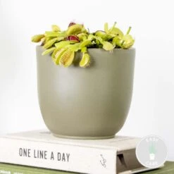 Dionaea Muscipula – Plante Carnivore – Peu D'entretien – ⌀12 Cm – ↕10-15 Cm -Terre et Verdure 640b20a5e3b8c9.48989872