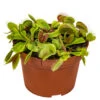 Dionaea Muscipula – Plante Carnivore – Peu D'entretien – ⌀12 Cm – ↕10-15 Cm 2 Dionaea Muscipula – Plante Carnivore – Peu D'entretien – ⌀12 Cm – ↕10-15 Cm -Terre et Verdure 640b20a5ee2c25.82258999