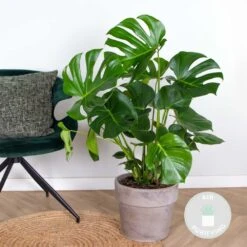 Monstera Deliciosa - Plante Trouée - Plante D'intérieur - Purificateur D'air – ⌀21 Cm - ↕70-80 Cm 7 Monstera Deliciosa - Plante Trouée - Plante D'intérieur - Purificateur D'air – ⌀21 Cm - ↕70-80 Cm -Terre et Verdure 640b20b665d188.41008013