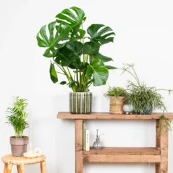 Monstera Deliciosa - Plante Trouée - Plante D'intérieur - Purificateur D'air – ⌀21 Cm - ↕70-80 Cm 9 Monstera Deliciosa - Plante Trouée - Plante D'intérieur - Purificateur D'air – ⌀21 Cm - ↕70-80 Cm -Terre et Verdure 640b20b66958b4.75271986