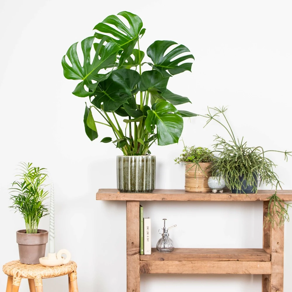 Monstera Deliciosa - Plante Trouée - Plante D'intérieur - Purificateur D'air – ⌀21 Cm - ↕70-80 Cm 6 Monstera Deliciosa - Plante Trouée - Plante D'intérieur - Purificateur D'air – ⌀21 Cm - ↕70-80 Cm – Image 4