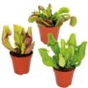3x Mélange De Plantes Carnivores – Plante Des Marais – Entretien Facile⌀6 Cm ⌀05-10 Cm 2 3x Mélange De Plantes Carnivores – Plante Des Marais – Entretien Facile⌀6 Cm ⌀05-10 Cm -Terre et Verdure 640b20c6cbef95.38315246