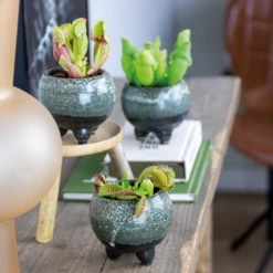 3x Mélange De Plantes Carnivores – Plante Des Marais – Entretien Facile⌀6 Cm ⌀05-10 Cm -Terre et Verdure 640b20c6d93a55.84252896