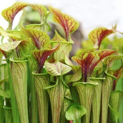 2x Sarracenia 'juthatip Soper' – Plante Carnivore – Entretien Facile ⌀12 Cm – ↕10-20cm 8 2x Sarracenia 'juthatip Soper' – Plante Carnivore – Entretien Facile ⌀12 Cm – ↕10-20cm -Terre et Verdure 640b20de0d95e6.50661912