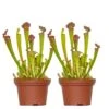 2x Sarracenia 'juthatip Soper' – Plante Carnivore – Entretien Facile ⌀12 Cm – ↕10-20cm 2 2x Sarracenia 'juthatip Soper' – Plante Carnivore – Entretien Facile ⌀12 Cm – ↕10-20cm -Terre et Verdure 640b20de1bd8a6.68151714