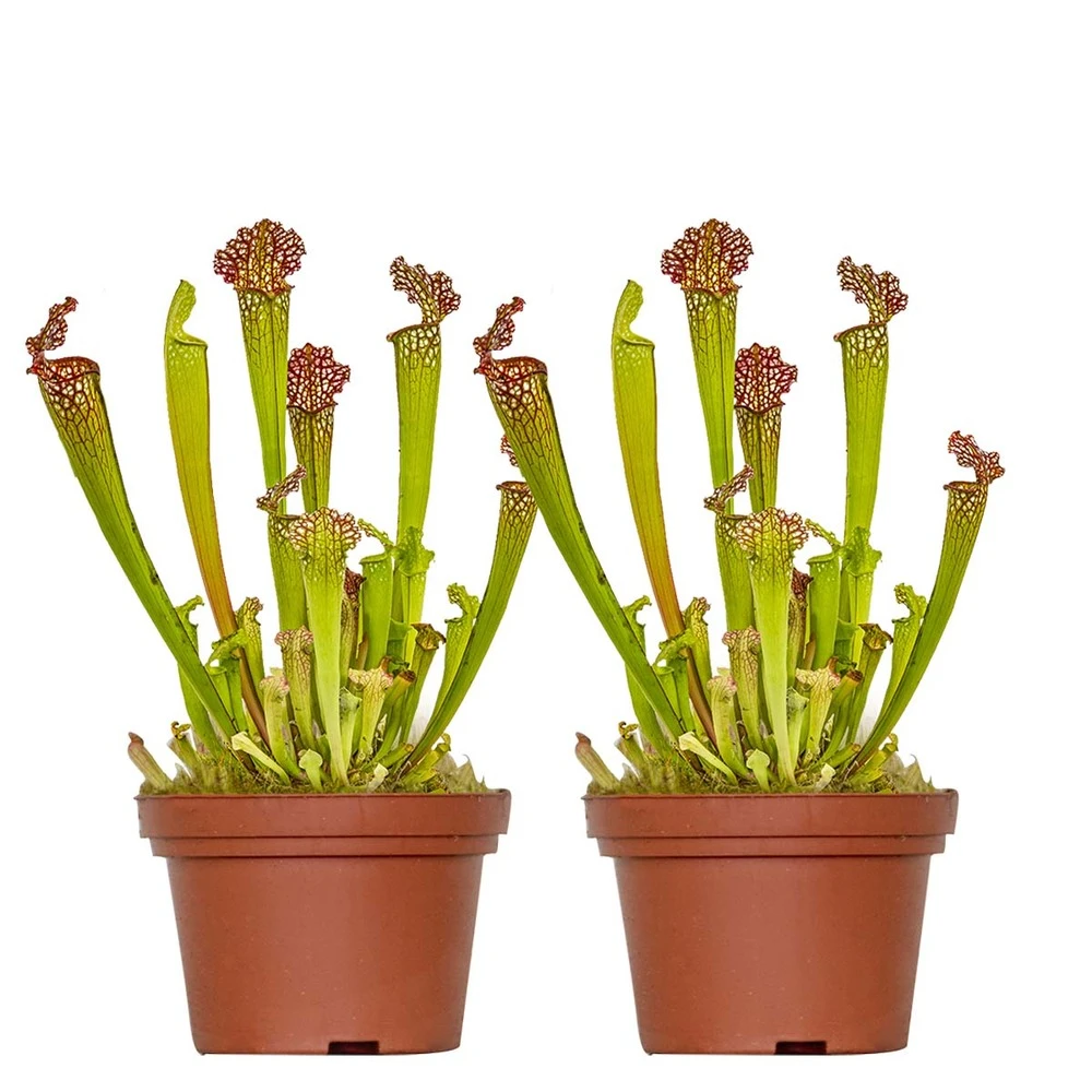 2x Sarracenia 'juthatip Soper' – Plante Carnivore – Entretien Facile ⌀12 Cm – ↕10-20cm 3 2x Sarracenia 'juthatip Soper' – Plante Carnivore – Entretien Facile ⌀12 Cm – ↕10-20cm
