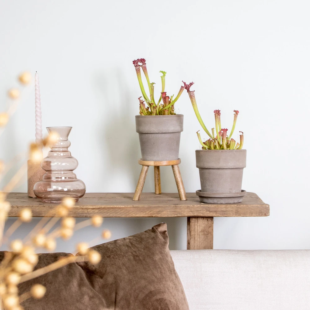 2x Sarracenia 'juthatip Soper' – Plante Carnivore – Entretien Facile ⌀12 Cm – ↕10-20cm 6 2x Sarracenia 'juthatip Soper' – Plante Carnivore – Entretien Facile ⌀12 Cm – ↕10-20cm – Image 4