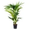 Howea Forsteriana - Palmier Kentia - Plante D'intérieur - Purificateur D'air – ⌀19 Cm - ↕90-100 Cm -Terre et Verdure 640b20f0d97176.28298711