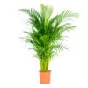 Dypsis Lutescens - Palmier Dorés - Plante D'intérieur - Entretien Facile – ⌀24 Cm - ↕120-130 Cm -Terre et Verdure 640b20fc997cb3.08481329