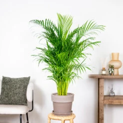 Dypsis Lutescens - Palmier Dorés - Plante D'intérieur - Entretien Facile – ⌀24 Cm - ↕120-130 Cm -Terre et Verdure 640b20fca5b7e0.32931712