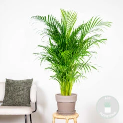 Dypsis Lutescens - Palmier Dorés - Plante D'intérieur - Entretien Facile – ⌀24 Cm - ↕120-130 Cm -Terre et Verdure 640b20fcd173e2.04815309