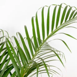 Dypsis Lutescens - Palmier Dorés - Plante D'intérieur - Entretien Facile – ⌀24 Cm - ↕140-150 Cm -Terre et Verdure 640b21015e3b98.39032595