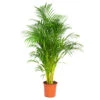 Dypsis Lutescens - Palmier Dorés - Plante D'intérieur - Entretien Facile – ⌀24 Cm - ↕140-150 Cm -Terre et Verdure 640b210165f7b4.40980862
