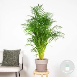 Dypsis Lutescens - Palmier Dorés - Plante D'intérieur - Entretien Facile – ⌀24 Cm - ↕140-150 Cm -Terre et Verdure 640b21016d77b1.73897761