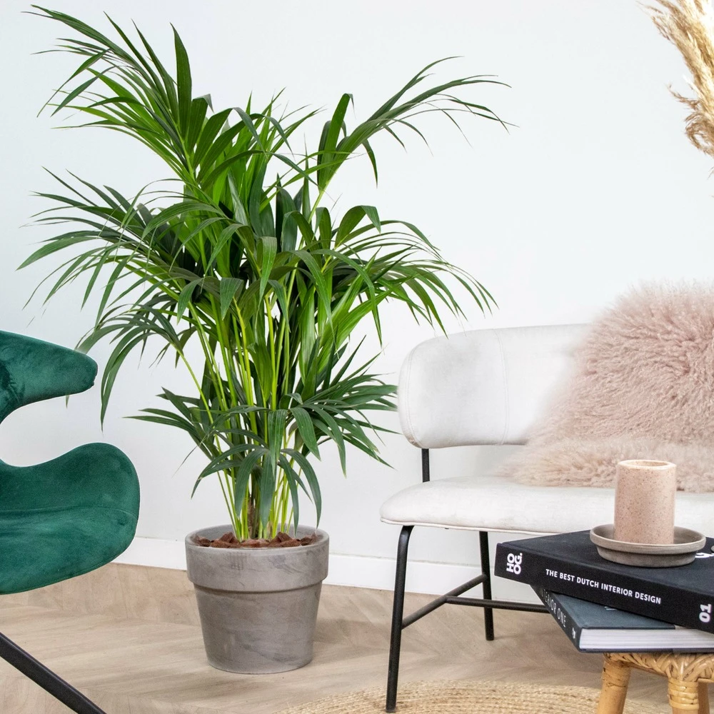 Howea Forsteriana - Palmier Kentia - Plante D'intérieur - Purificateur D'air – ⌀24 Cm - ↕120-130 Cm 6 Howea Forsteriana - Palmier Kentia - Plante D'intérieur - Purificateur D'air – ⌀24 Cm - ↕120-130 Cm – Image 4