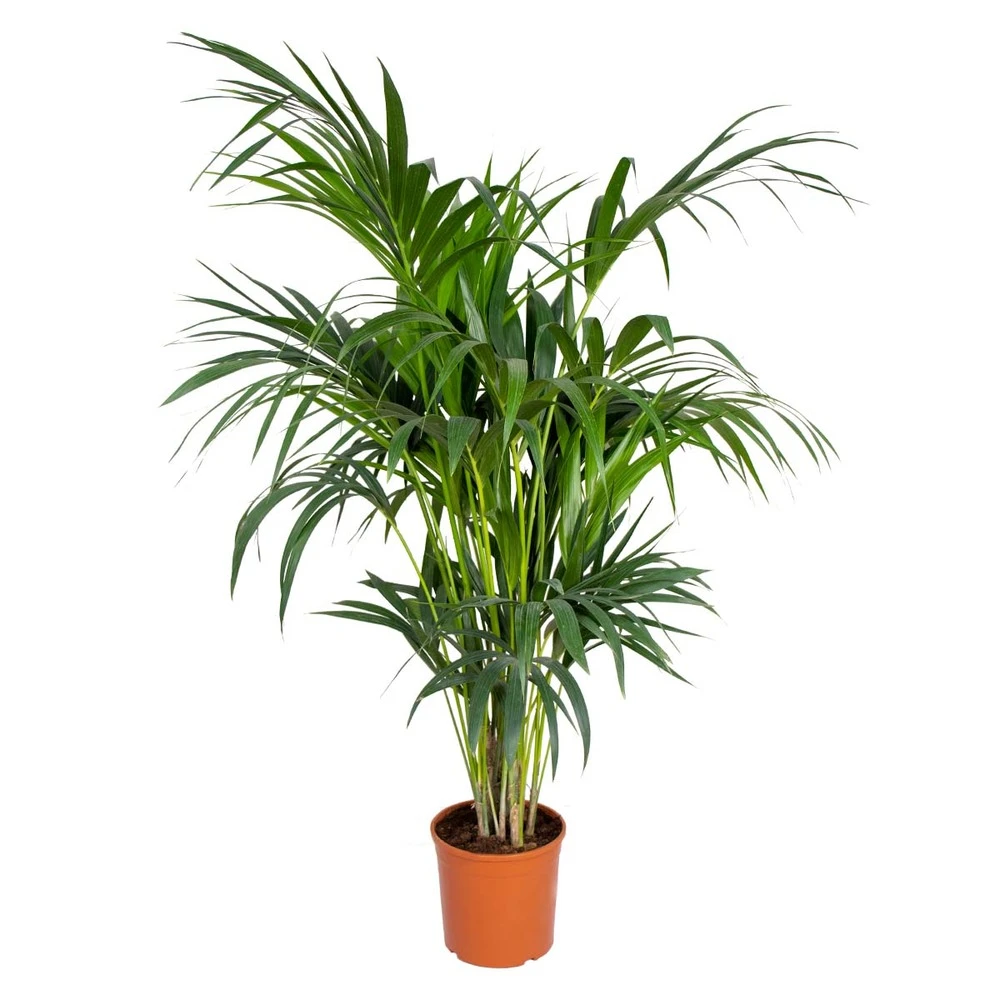 Howea Forsteriana - Palmier Kentia - Plante D'intérieur - Purificateur D'air – ⌀24 Cm - ↕120-130 Cm 3 Howea Forsteriana - Palmier Kentia - Plante D'intérieur - Purificateur D'air – ⌀24 Cm - ↕120-130 Cm