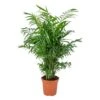 Chamaedorea Elegans - Palmier Nain Mexicain - Purificateur D'air – ⌀17 Cm - ↕50-60 Cm -Terre et Verdure 640b21045201e9.32353104
