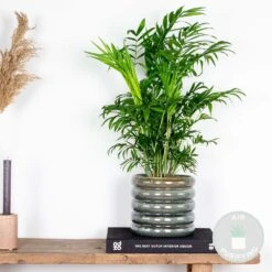 Chamaedorea Elegans - Palmier Nain Mexicain - Purificateur D'air – ⌀17 Cm - ↕50-60 Cm -Terre et Verdure 640b210455f9c6.23535894