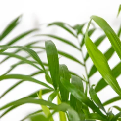 Chamaedorea Elegans - Palmier Nain Mexicain - Purificateur D'air – ⌀17 Cm - ↕50-60 Cm -Terre et Verdure 640b2104598045.56432407