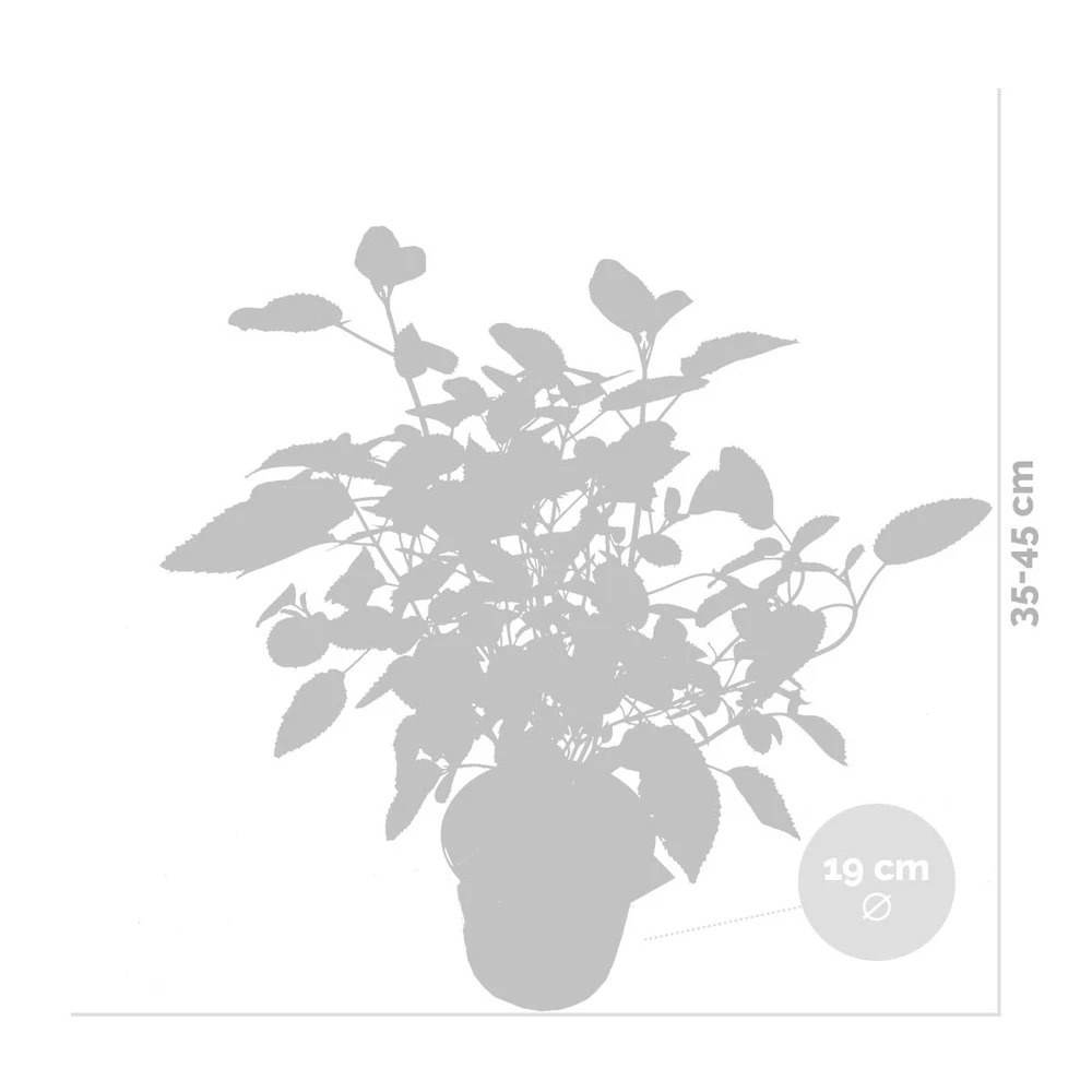 2x Hortensia 'little Lime' - Panicule D'hortensia - Vert - Arbuste - Rustique - ⌀19 Cm - ↕35-45 Cm 5 2x Hortensia 'little Lime' - Panicule D'hortensia - Vert - Arbuste - Rustique - ⌀19 Cm - ↕35-45 Cm – Image 3