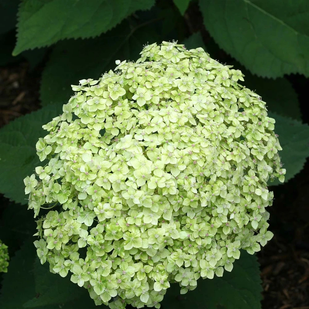 2x Hortensia 'little Lime' - Panicule D'hortensia - Vert - Arbuste - Rustique - ⌀19 Cm - ↕35-45 Cm 6 2x Hortensia 'little Lime' - Panicule D'hortensia - Vert - Arbuste - Rustique - ⌀19 Cm - ↕35-45 Cm – Image 4