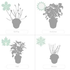 2x Hortensia 'little Lime' - Panicule D'hortensia - Vert - Arbuste - Rustique - ⌀19 Cm - ↕35-45 Cm 11 2x Hortensia 'little Lime' - Panicule D'hortensia - Vert - Arbuste - Rustique - ⌀19 Cm - ↕35-45 Cm -Terre et Verdure 640b7511d9d976.16440964