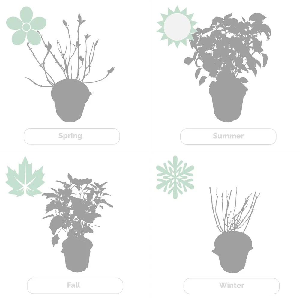 2x Hortensia 'little Lime' - Panicule D'hortensia - Vert - Arbuste - Rustique - ⌀19 Cm - ↕35-45 Cm 7 2x Hortensia 'little Lime' - Panicule D'hortensia - Vert - Arbuste - Rustique - ⌀19 Cm - ↕35-45 Cm – Image 5