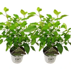 2x Hortensia 'little Lime' - Panicule D'hortensia - Vert - Arbuste - Rustique - ⌀19 Cm - ↕35-45 Cm 8 2x Hortensia 'little Lime' - Panicule D'hortensia - Vert - Arbuste - Rustique - ⌀19 Cm - ↕35-45 Cm -Terre et Verdure 640b7511e12aa7.54597317
