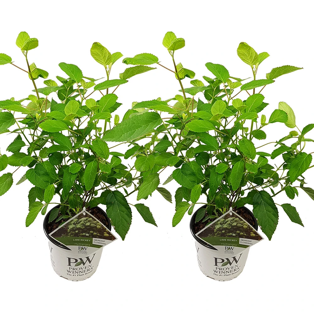 2x Hortensia 'little Lime' - Panicule D'hortensia - Vert - Arbuste - Rustique - ⌀19 Cm - ↕35-45 Cm 4 2x Hortensia 'little Lime' - Panicule D'hortensia - Vert - Arbuste - Rustique - ⌀19 Cm - ↕35-45 Cm – Image 2