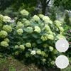 2x Hortensia 'little Lime' - Panicule D'hortensia - Vert - Arbuste - Rustique - ⌀19 Cm - ↕35-45 Cm -Terre et Verdure 640b7511e752b3.46838987